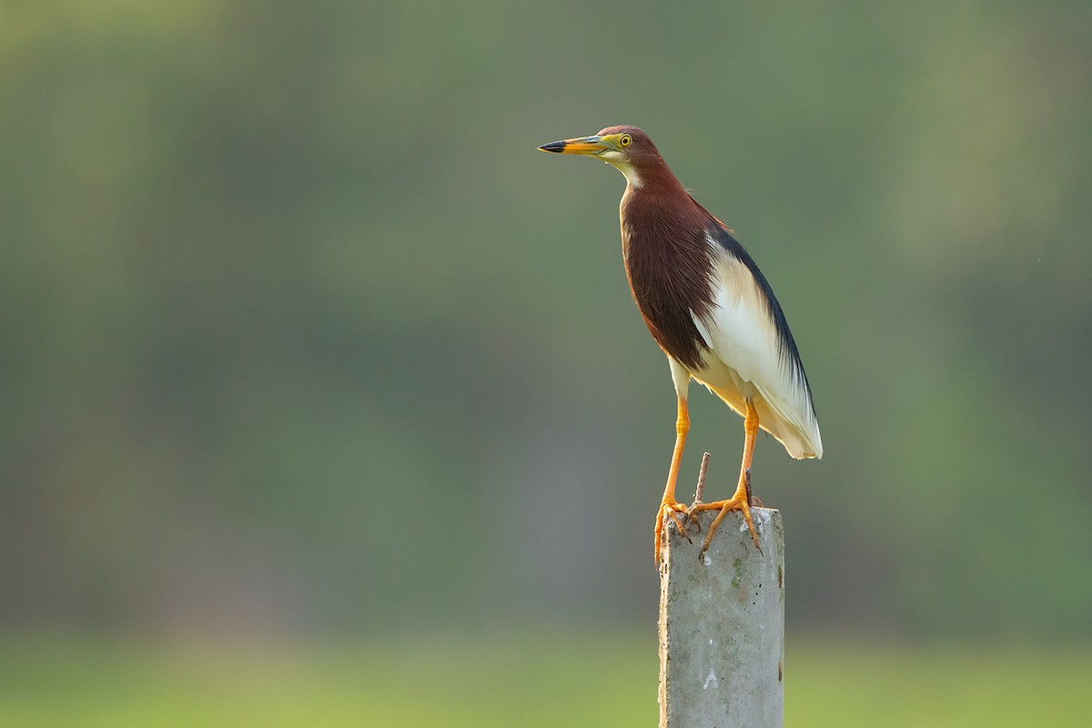 Chinese Pond-Heron - Ayuwat Jearwattanakanok