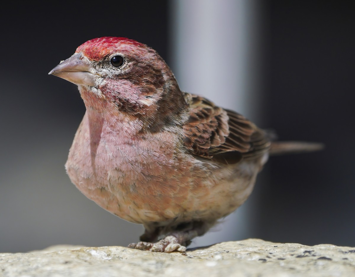 Cassin's Finch - Anonymous