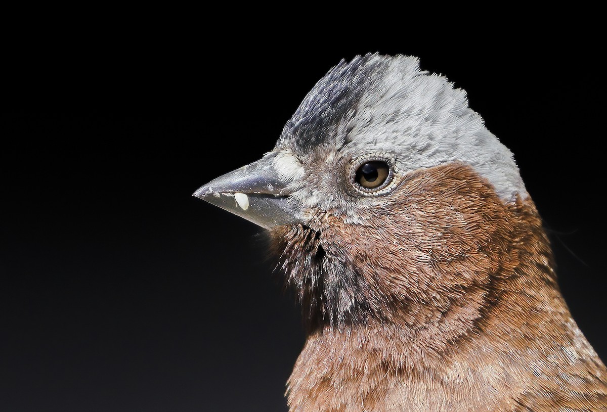 Gray-crowned Rosy-Finch - Anonymous
