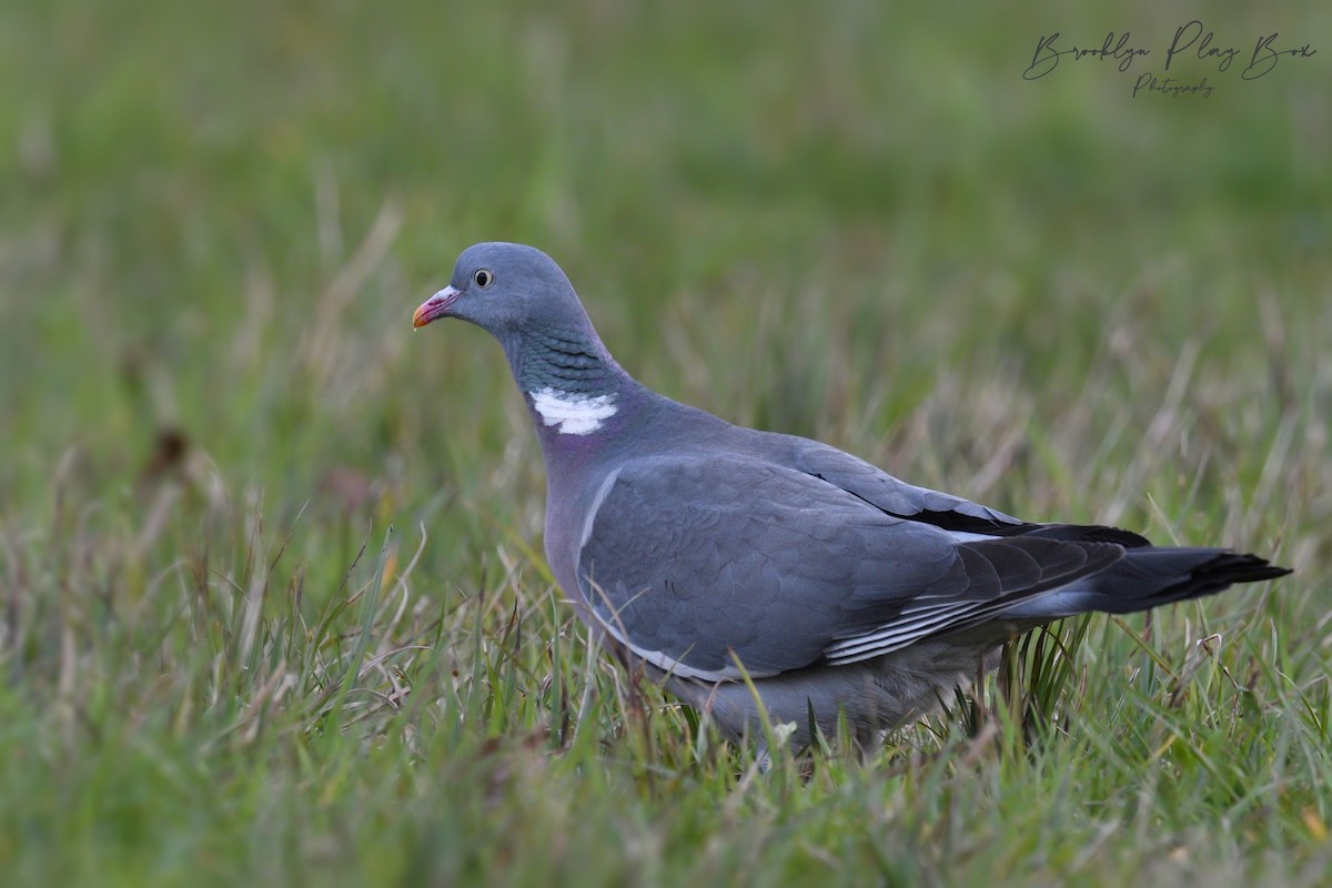 Common Wood-Pigeon - ML325789551