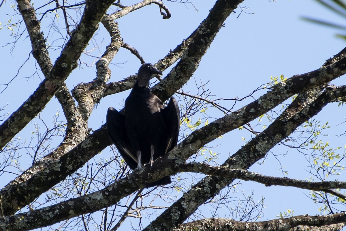 Black Vulture - ML32579191