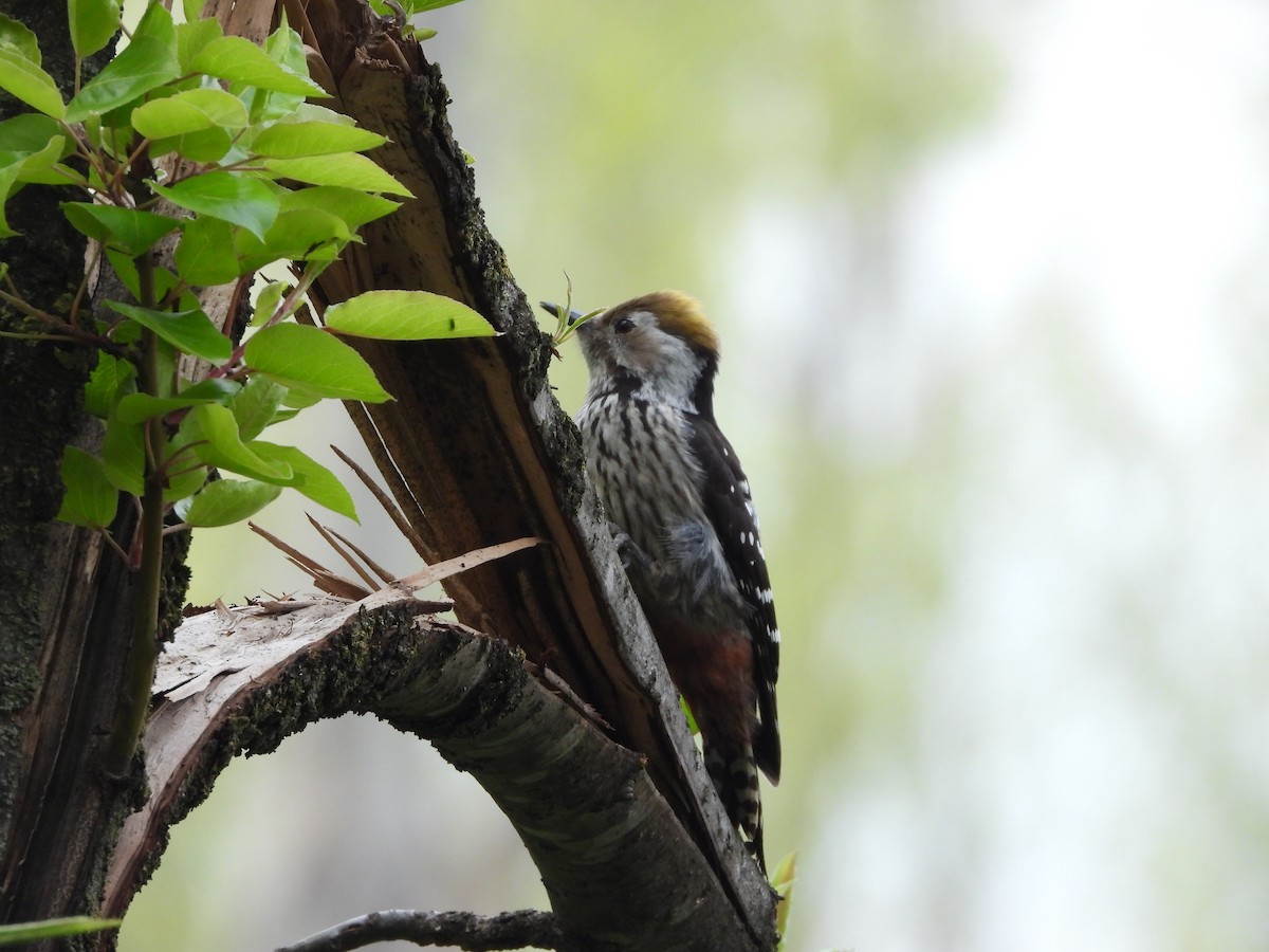 Brown-fronted Woodpecker - ML325792731