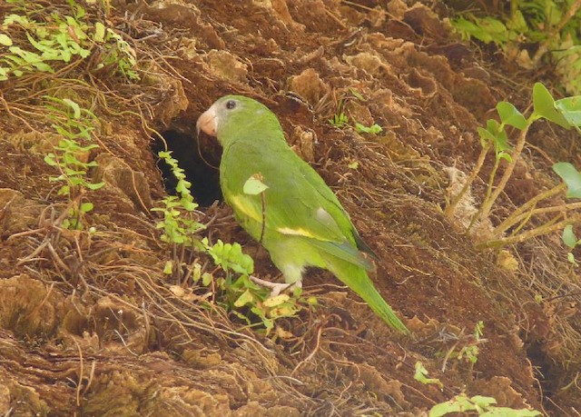 White 2024 winged parakeet