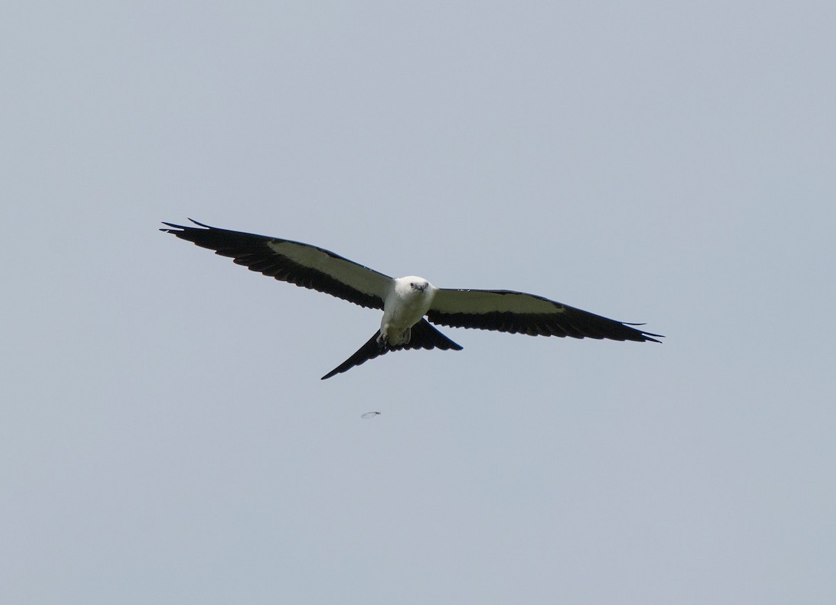 Swallow-tailed Kite - ML32580191
