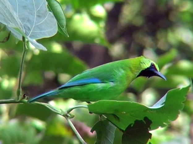 Blue-winged Leafbird - ML325804031