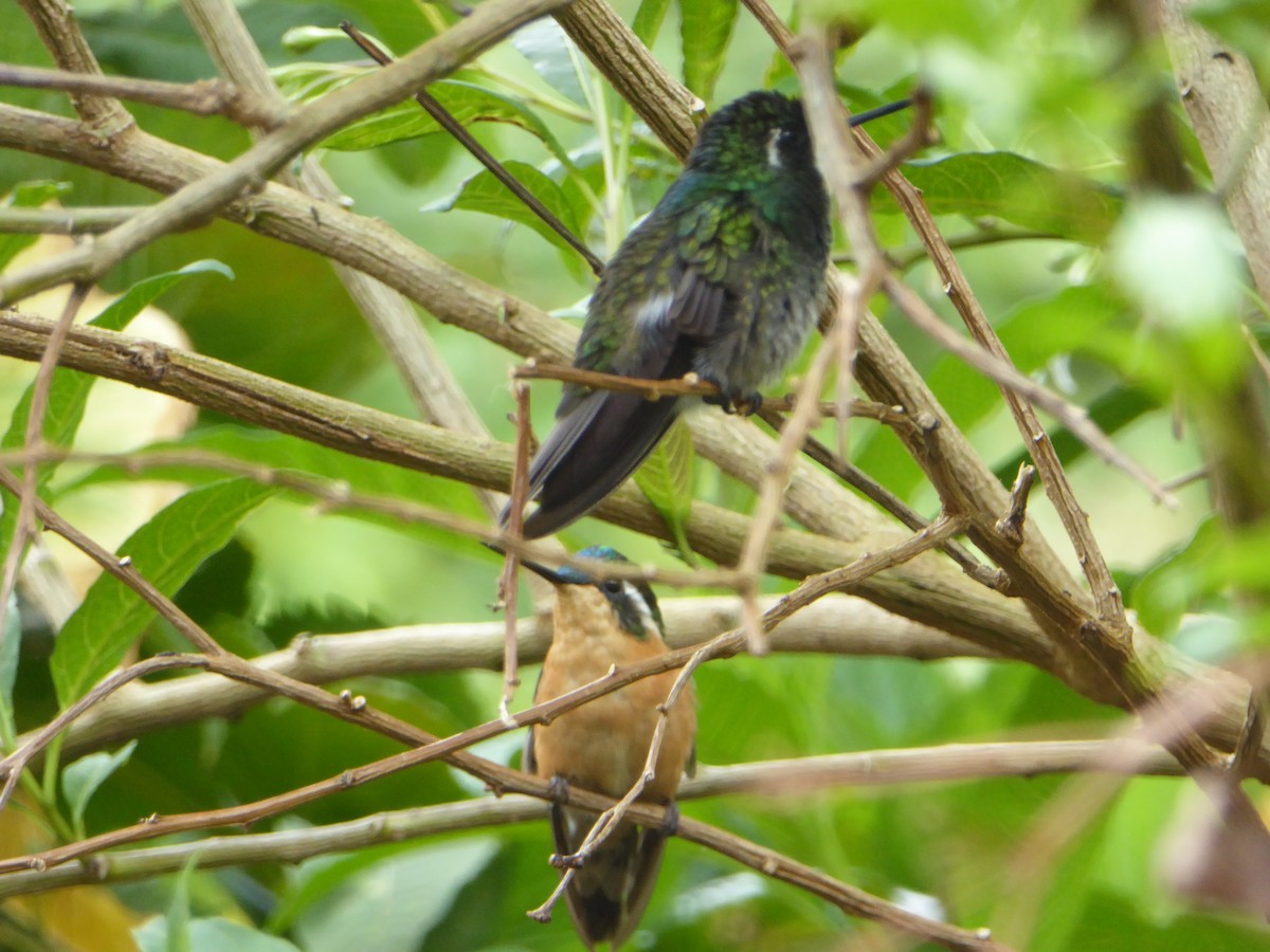 kolibřík fialovohrdlý - ML32581201