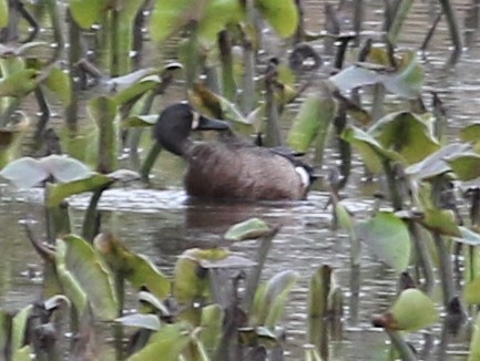 Blue-winged Teal - ML325814581