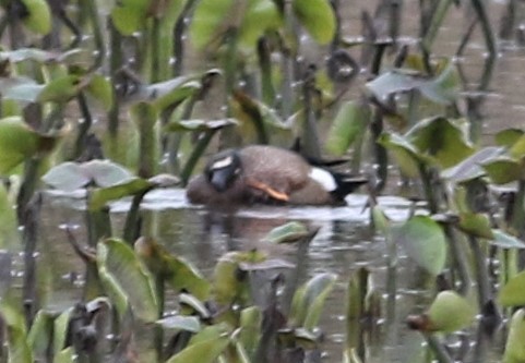 Blue-winged Teal - ML325814601