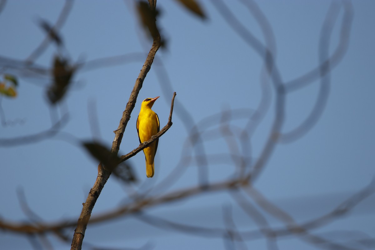 Indian Golden Oriole - ML325815741