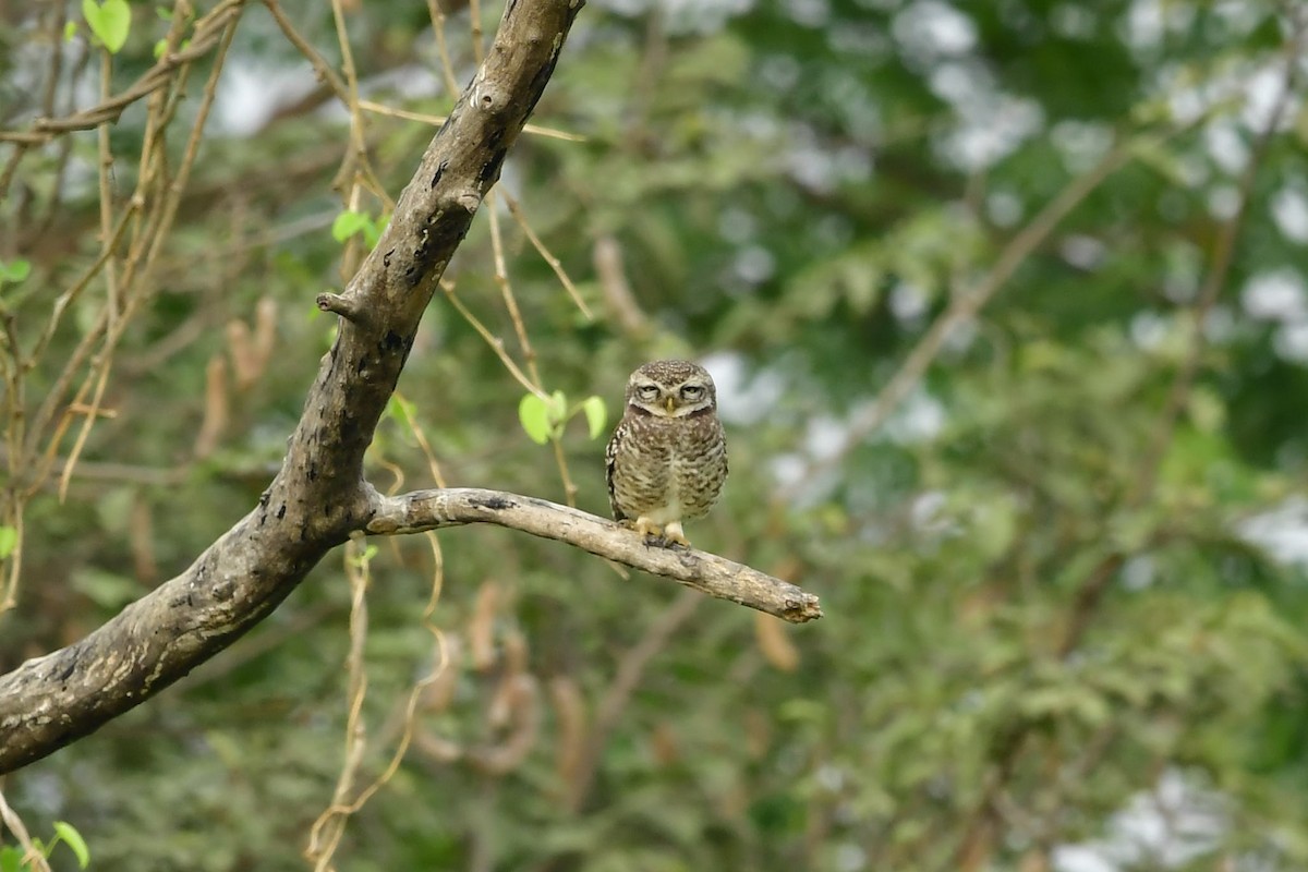 Spotted Owlet - ML325816511