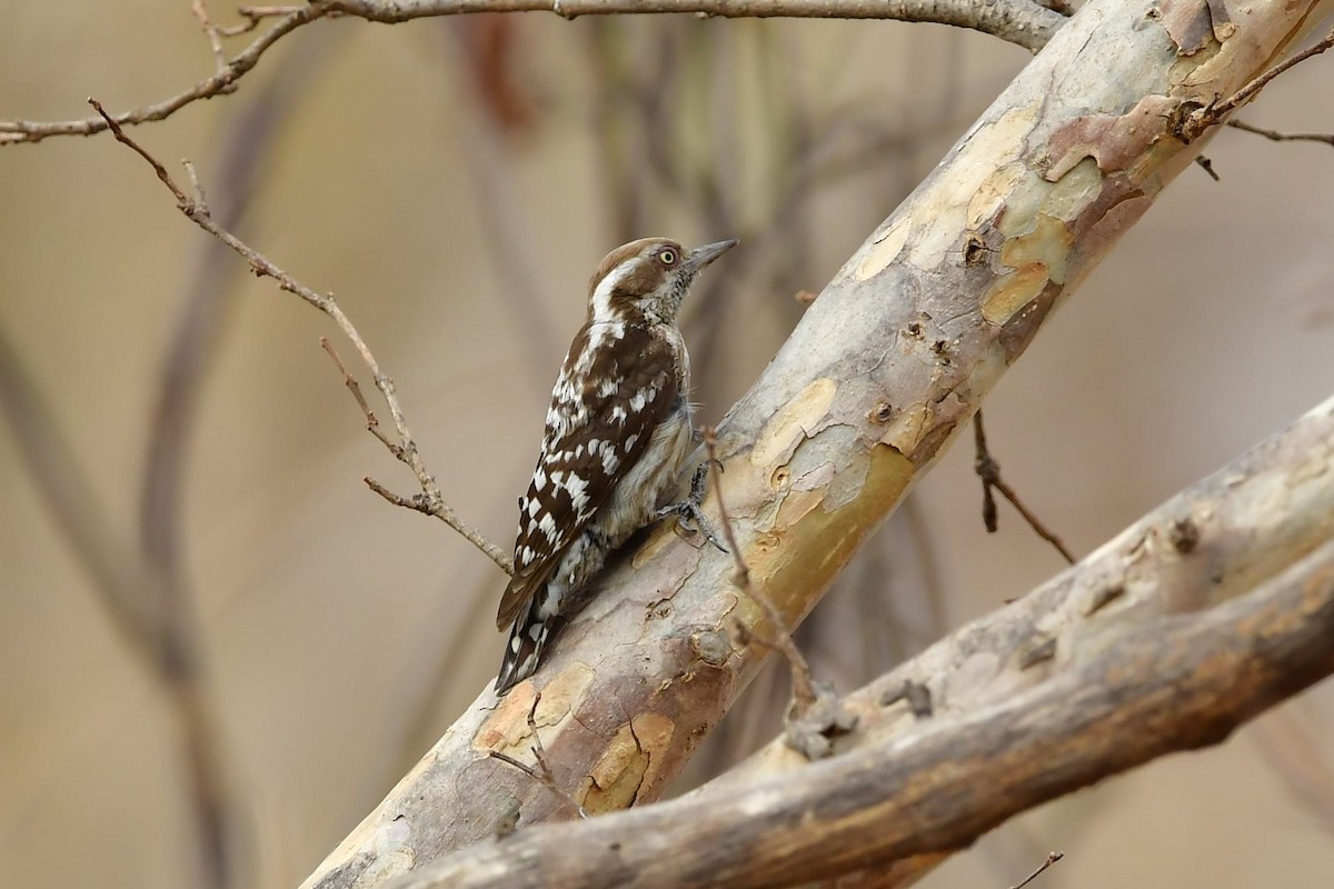 Brown-capped Pygmy Woodpecker - ML325817091