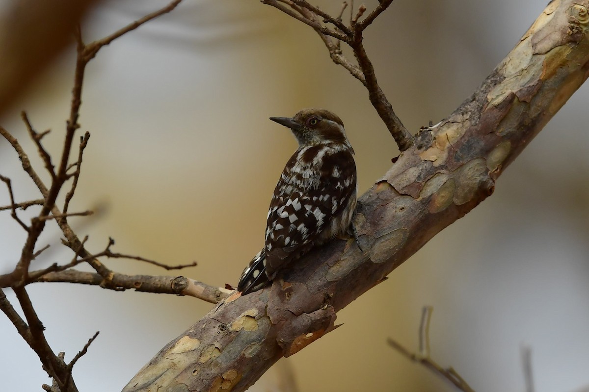 Brown-capped Pygmy Woodpecker - ML325817101