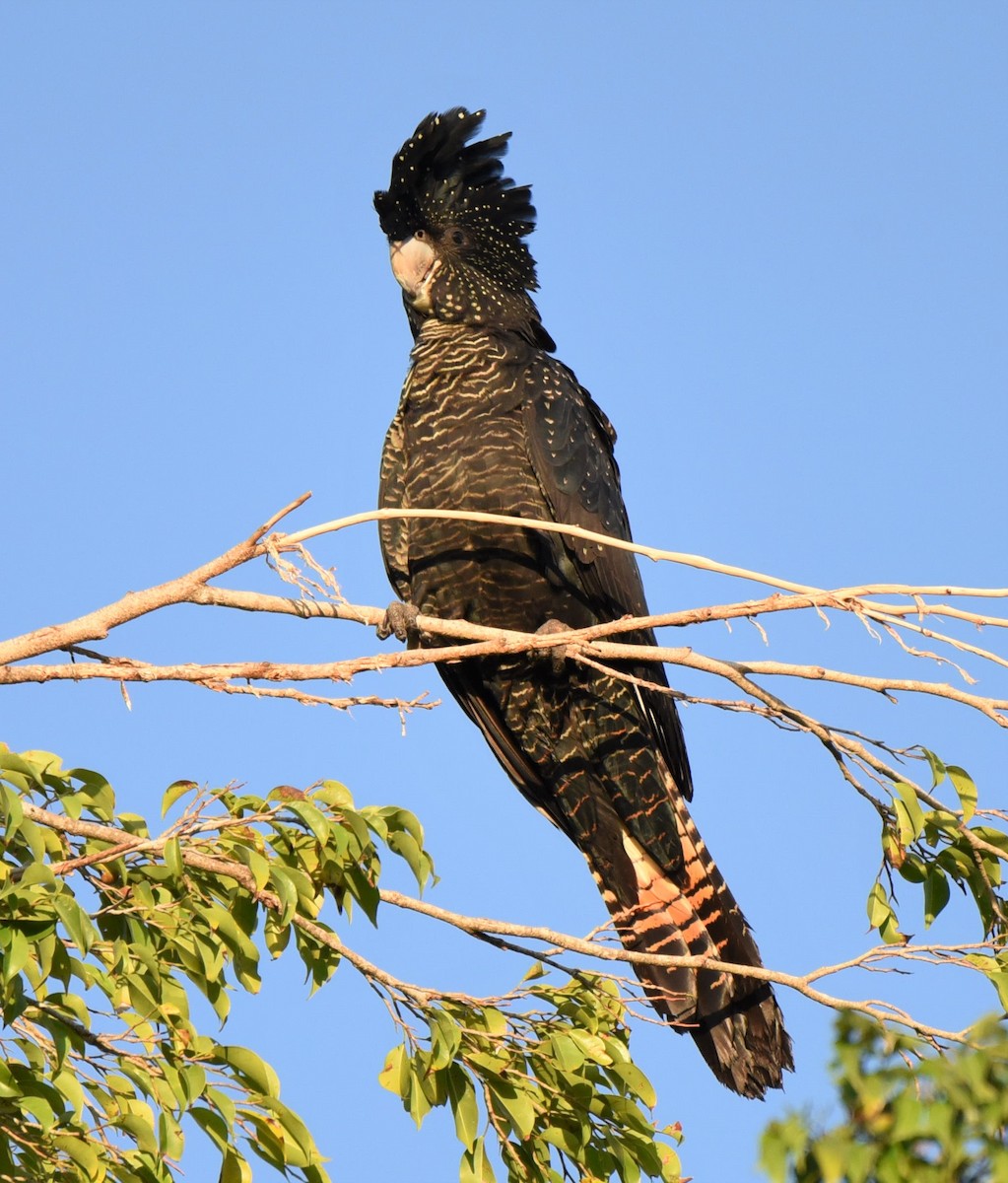 Red-tailed Black-Cockatoo - John Merton