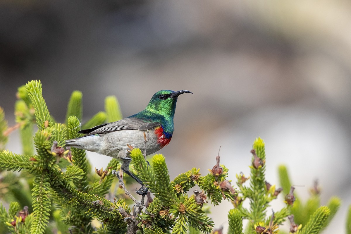 Southern Double-collared Sunbird - ML325820741