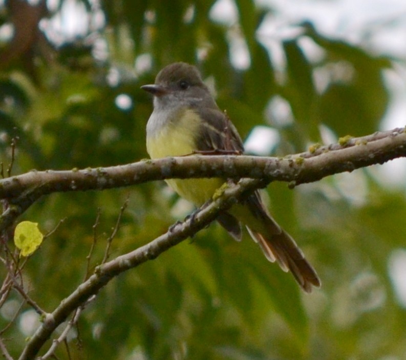 Great Crested Flycatcher - Alician Hall