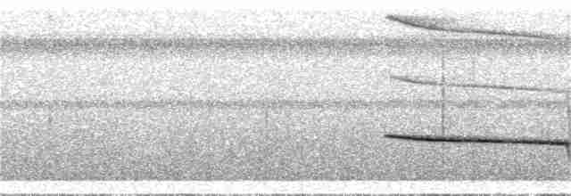 Weißstirn-Ameisenvogel - ML325832221