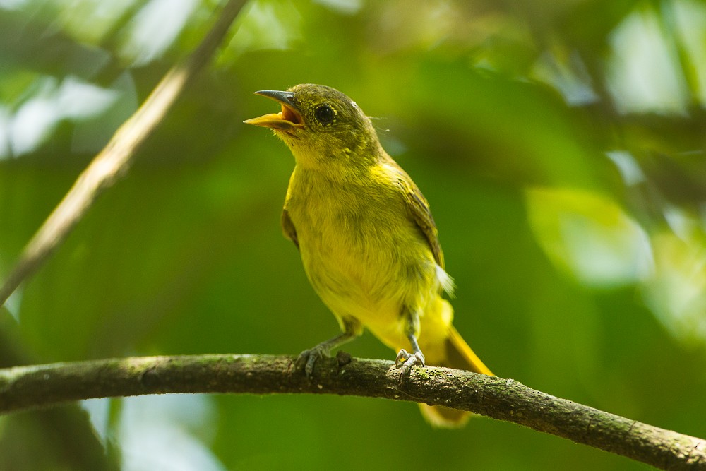 Yellow-backed Tanager - ML325836601