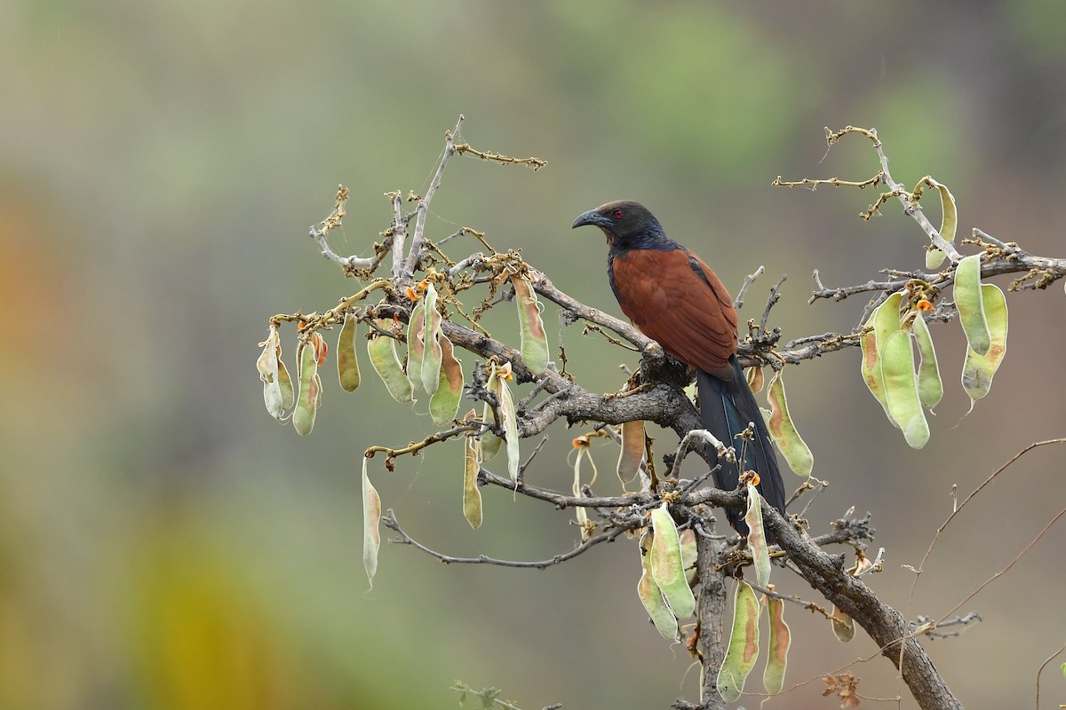 Greater Coucal - ML325838871