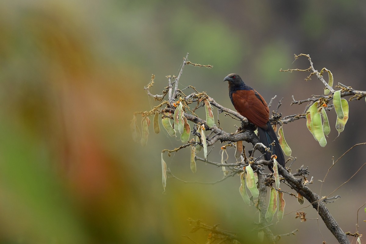 Greater Coucal - ML325839041