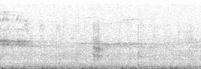 White Tern (Pacific) - ML32584