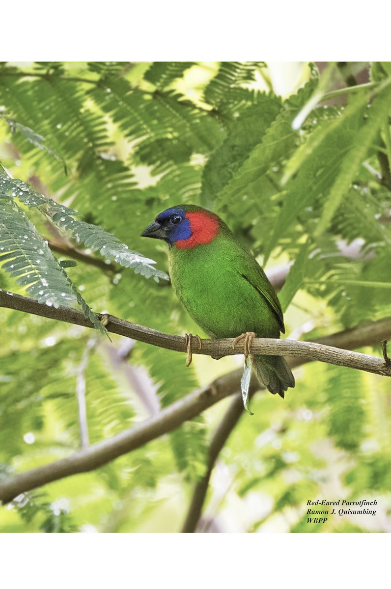 Red-eared Parrotfinch - Ramon Quisumbing
