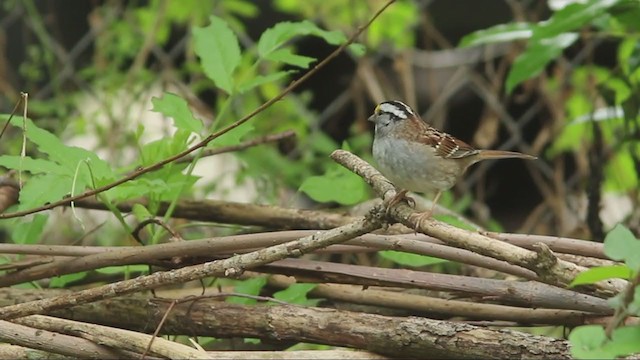 White-throated Sparrow - ML325844971