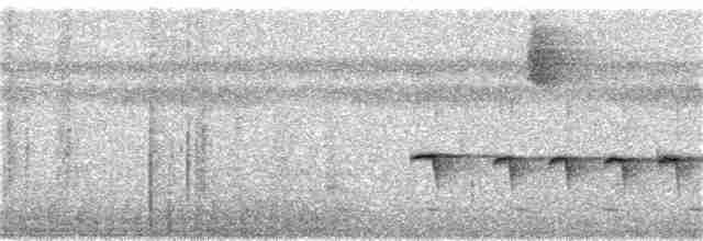 Rostflanken-Ameisenschnäpper - ML325848811