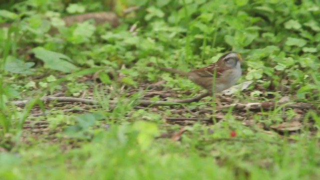 White-throated Sparrow - ML325849251