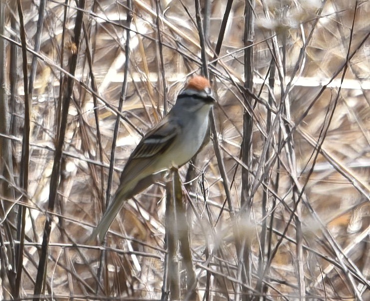 Chipping Sparrow - ML325853711