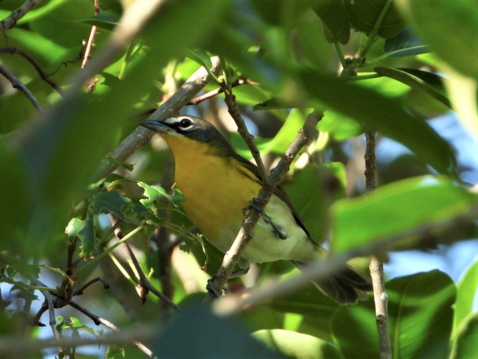 Yellow-breasted Chat - ML325854271
