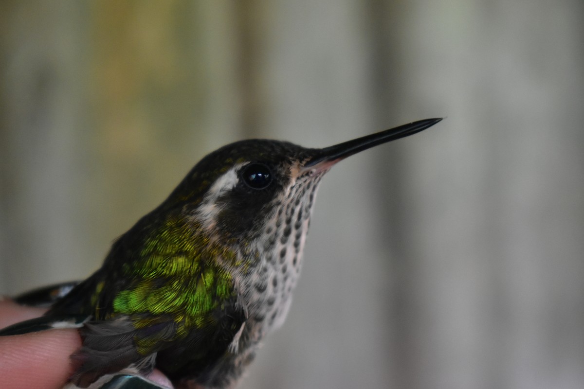 Speckled Hummingbird - Lina Peña