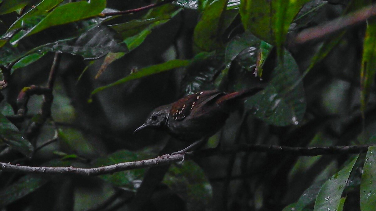 Gray-bellied Antbird - Jorge Muñoz García   CAQUETA BIRDING