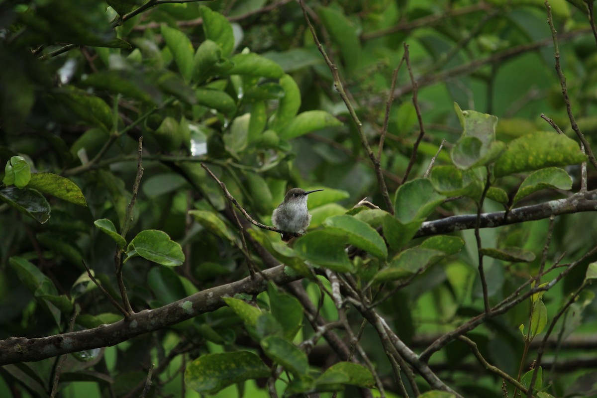 Olive-spotted Hummingbird - ML325859421