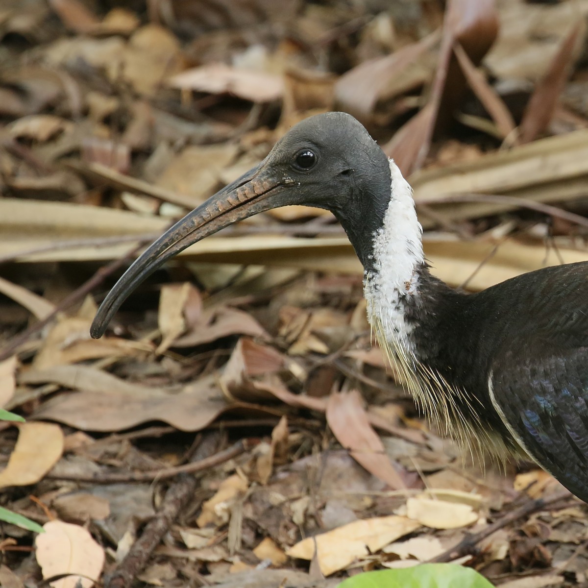 ibis slámokrký - ML325860031