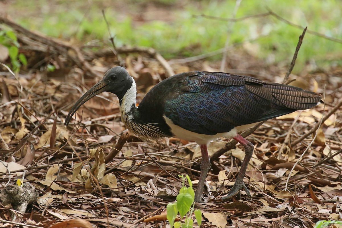Straw-necked Ibis - Jan Andersson