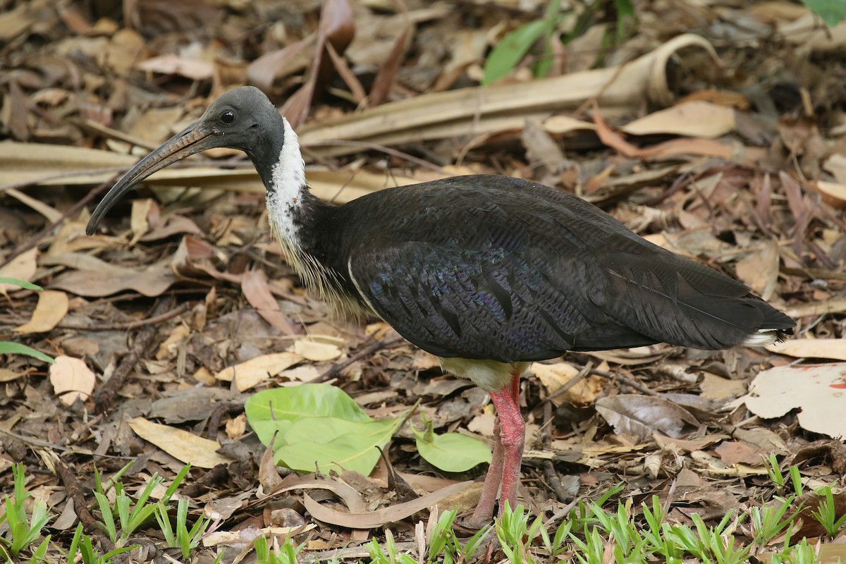 Straw-necked Ibis - Jan Andersson