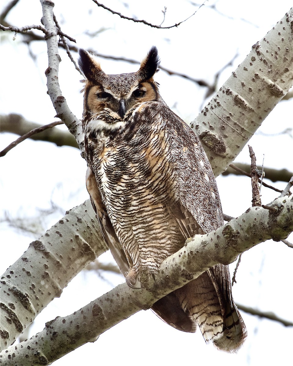 Great Horned Owl - ML325863541