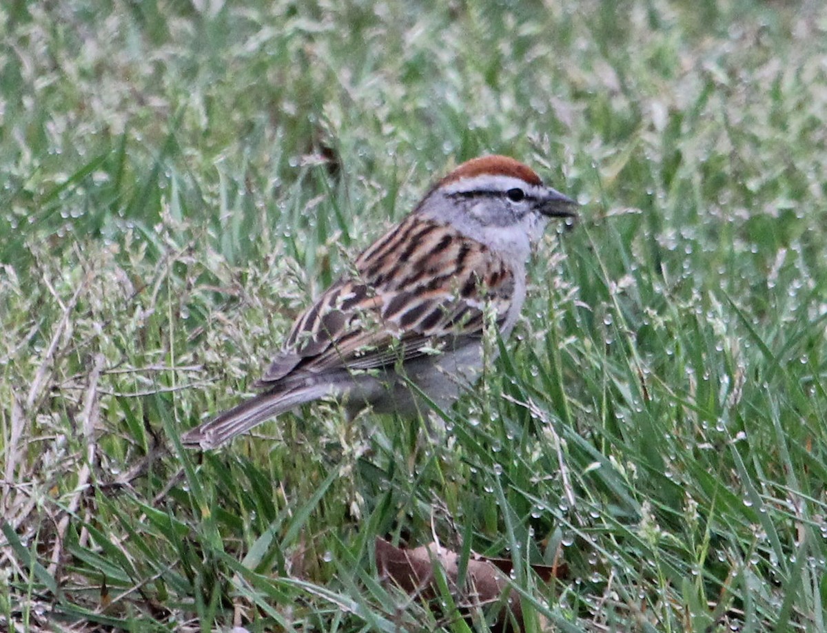 Chipping Sparrow - ML325863771