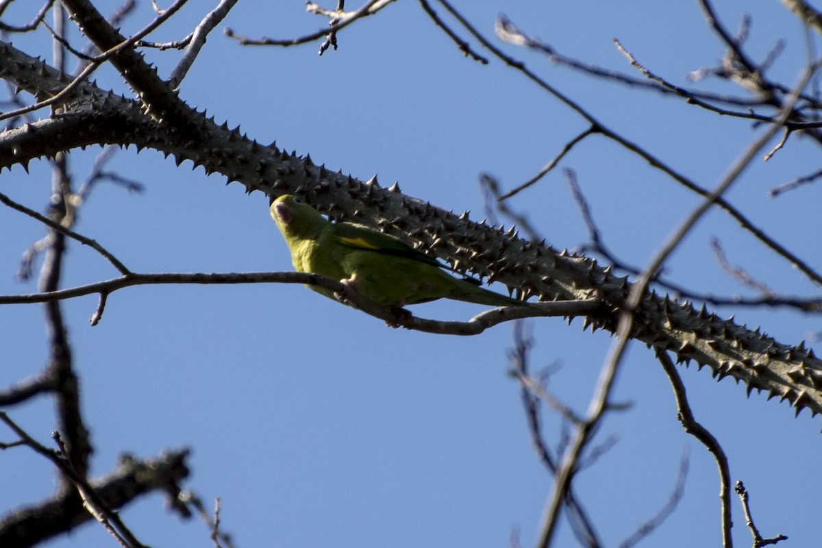 Yellow-chevroned Parakeet - ML32586421