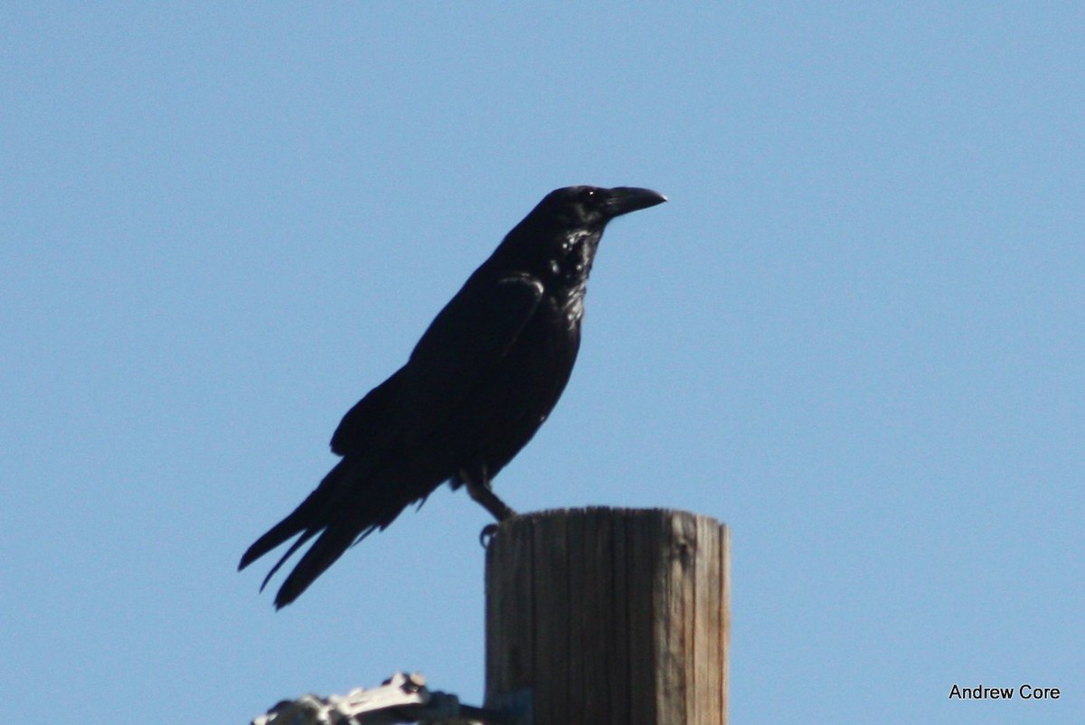 Common Raven - Andrew Core