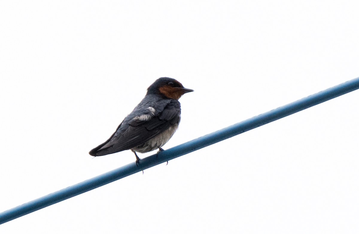 Pacific Swallow - Celeste Morien