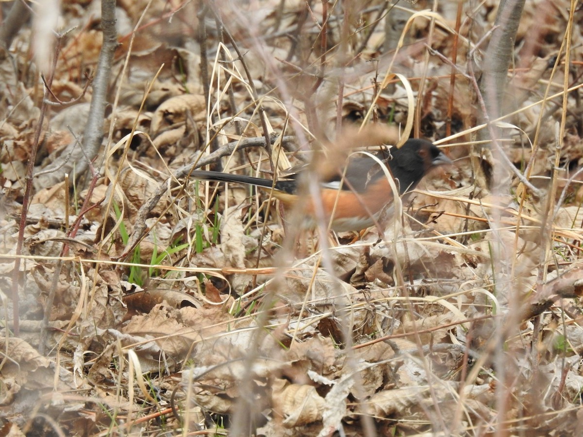 Eastern Towhee - Laurie Stacey
