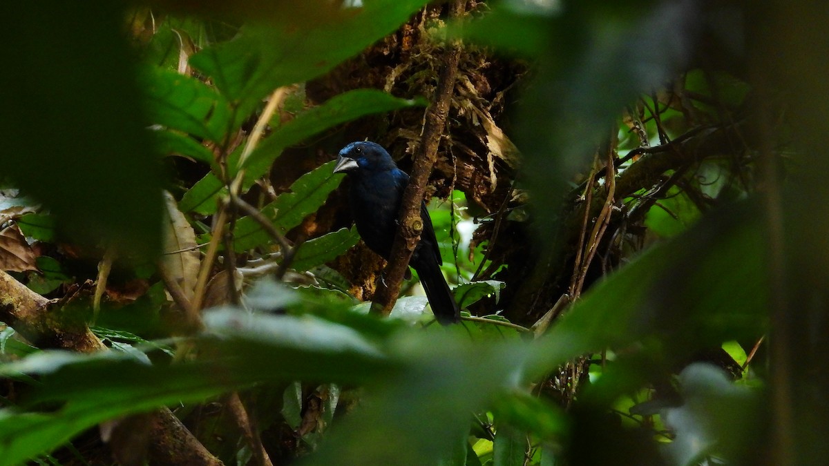 Amazonian Grosbeak - Jorge Muñoz García   CAQUETA BIRDING