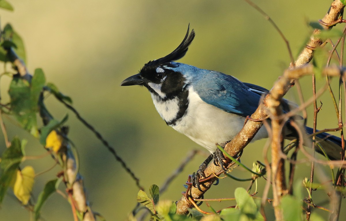 Black-throated Magpie-Jay - ML325879111