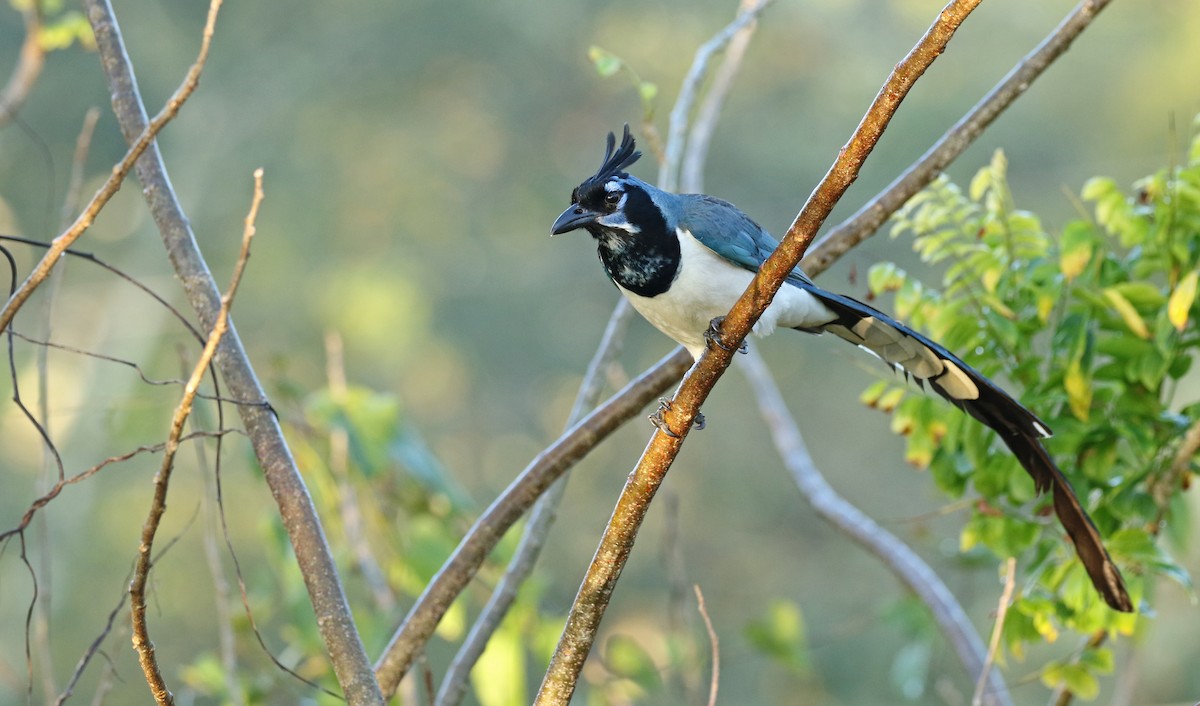 Black-throated Magpie-Jay - ML325879141