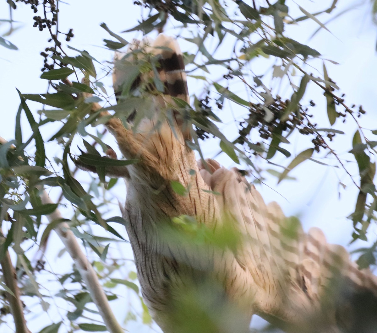 Dusky Eagle-Owl - Pradyumna Majumdar