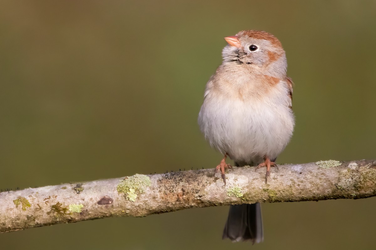 Field Sparrow - Matthew Plante