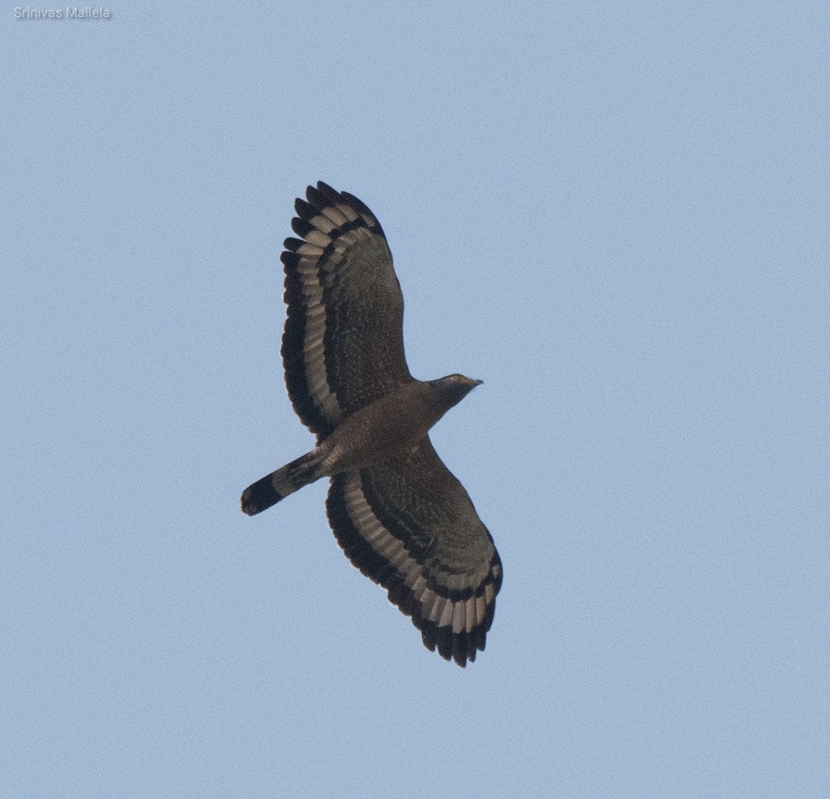 Crested Serpent-Eagle - ML325888591