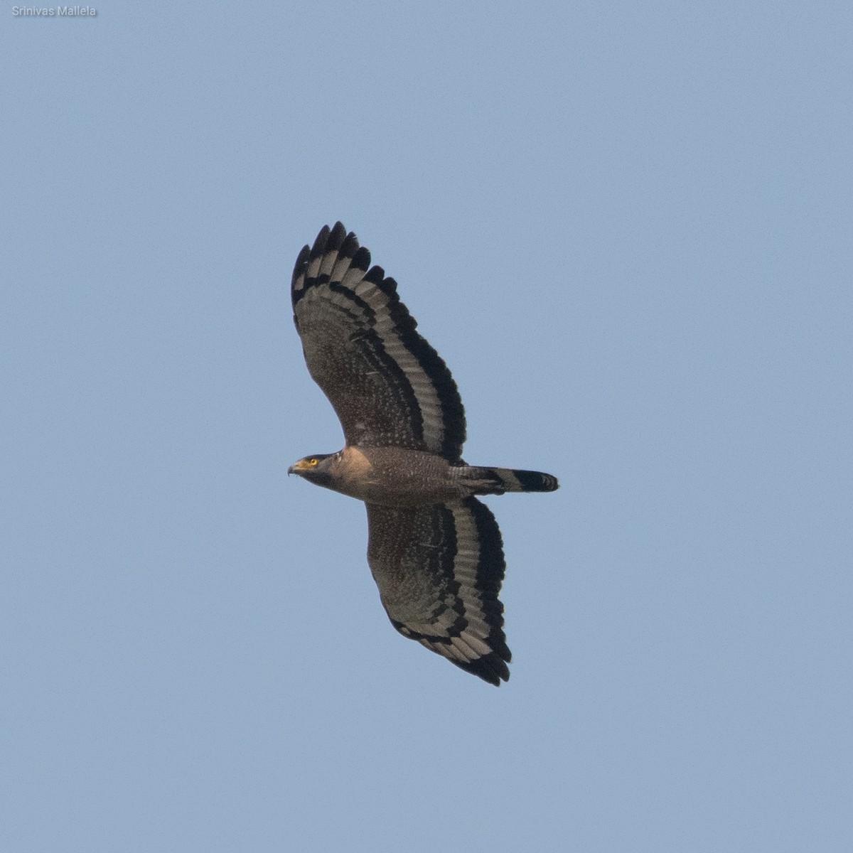 Crested Serpent-Eagle - ML325888601