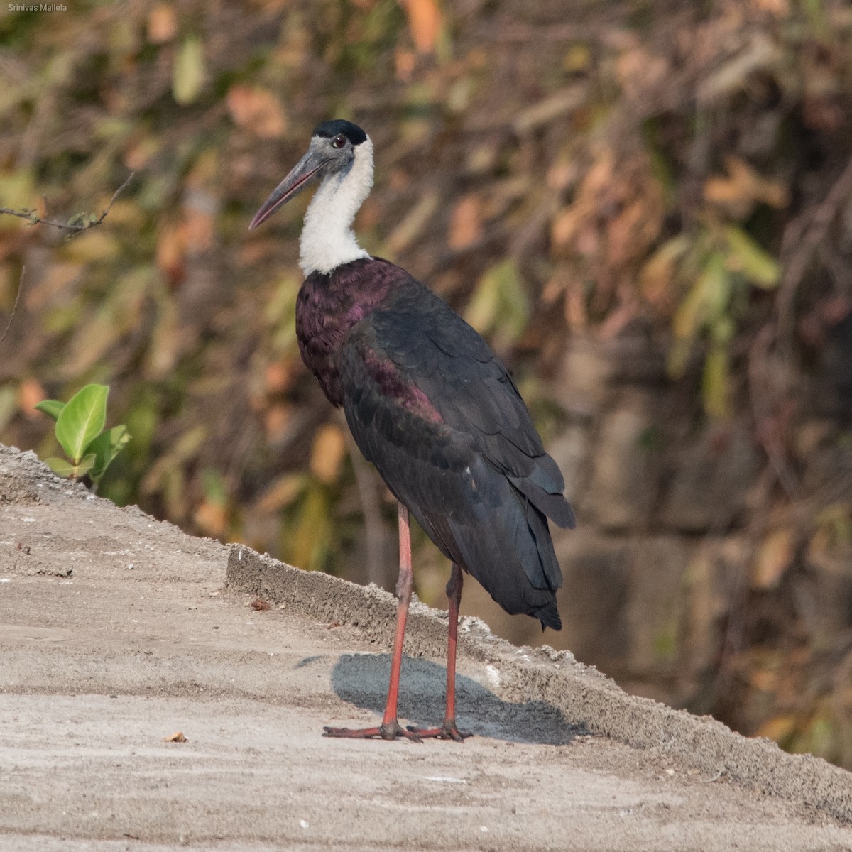 Asian Woolly-necked Stork - Srinivas Mallela
